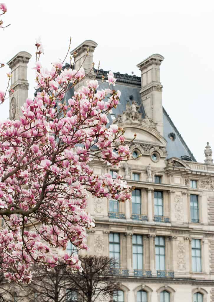 magnolias in bloom Paris Tuileries garden