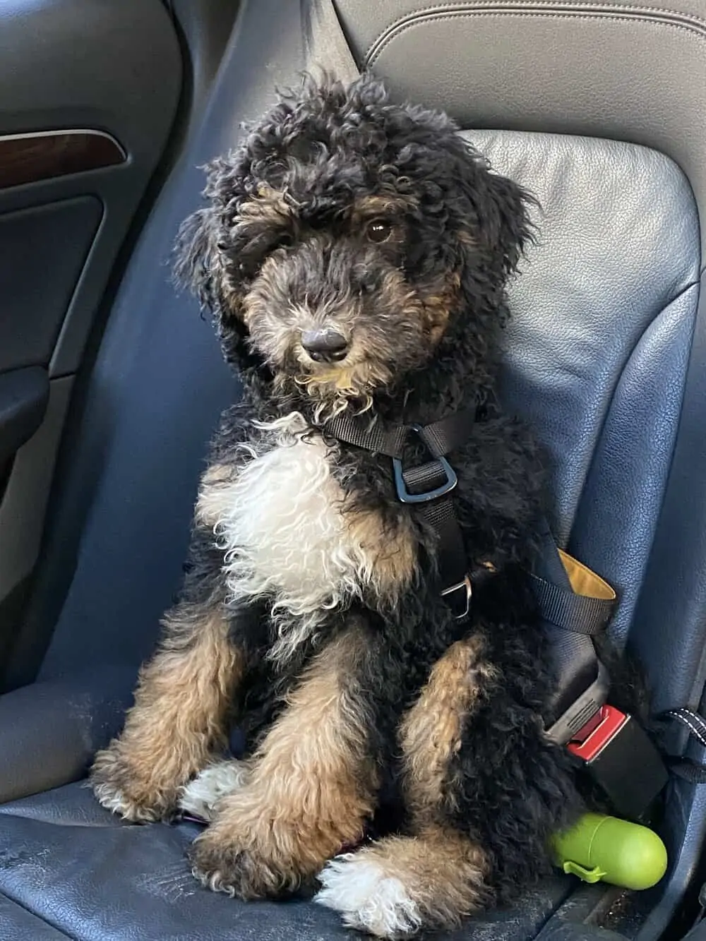 henri and me everyday parisian