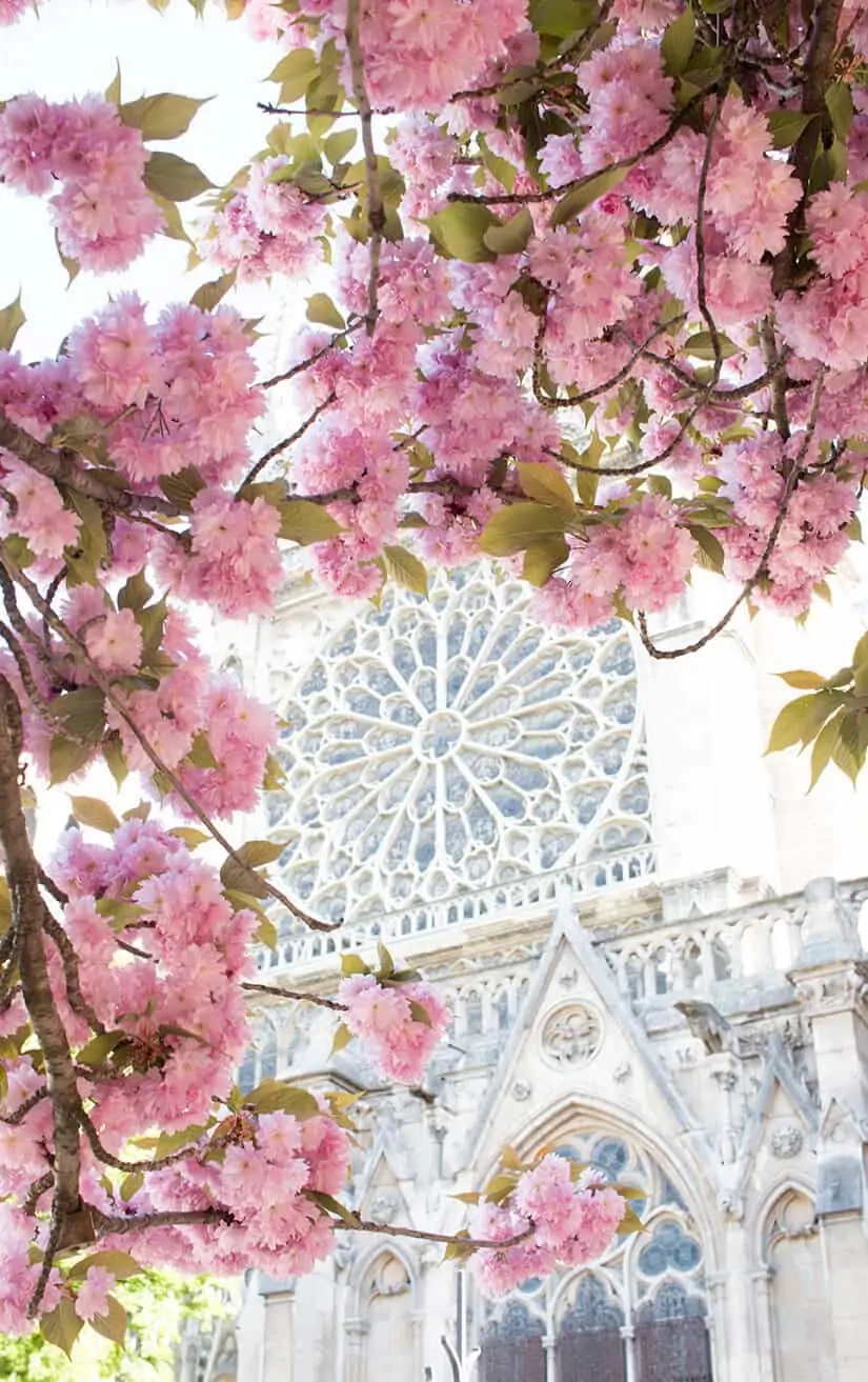 Shop Notre Dame Paris Print Here