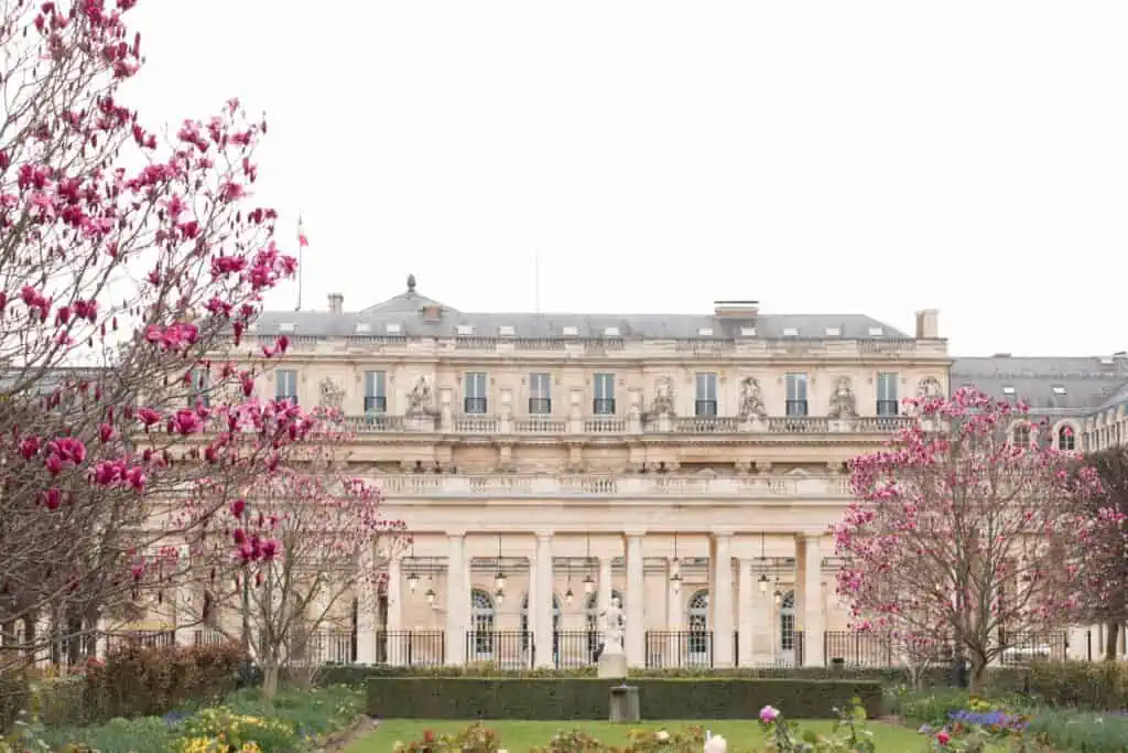 magnolias in bloom palais royal Paris.