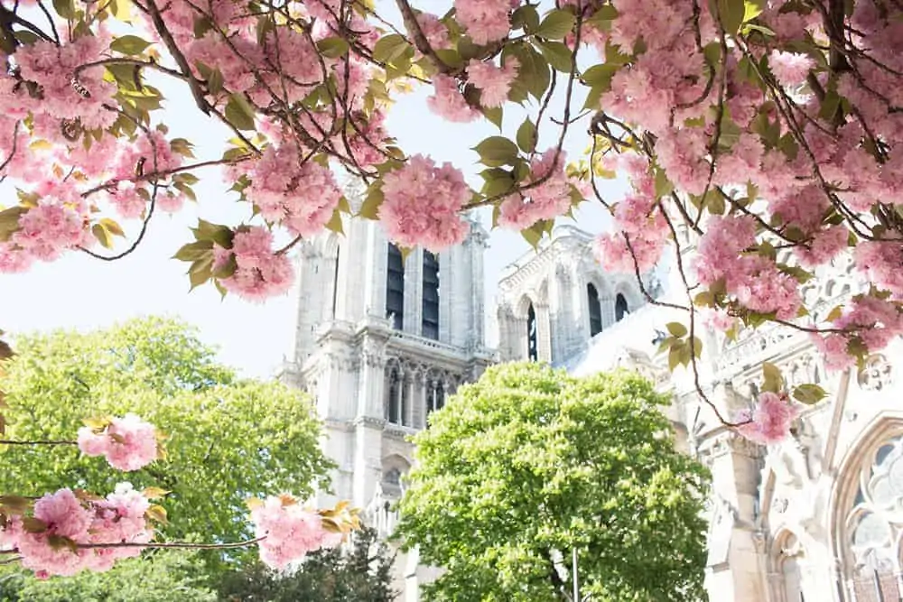what to pack for Paris in the spring
Notre Dame cherry blossoms in bloom